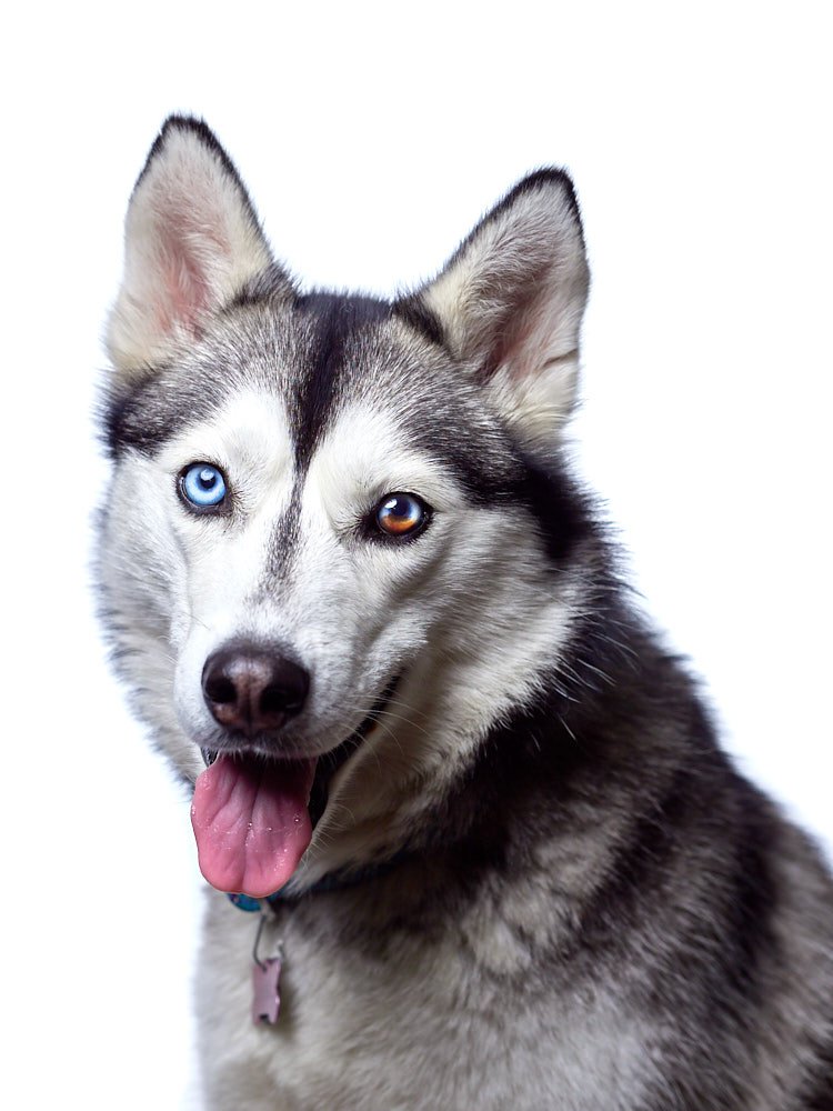 Siberian Husky in high-key lighting